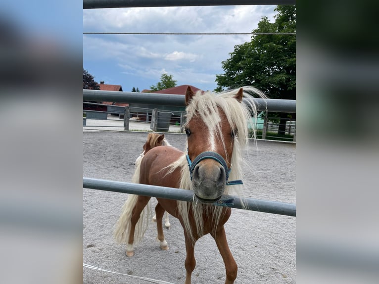 Amerykański koń miniaturowy Ogier 2 lat 95 cm Kasztanowata in Reutte