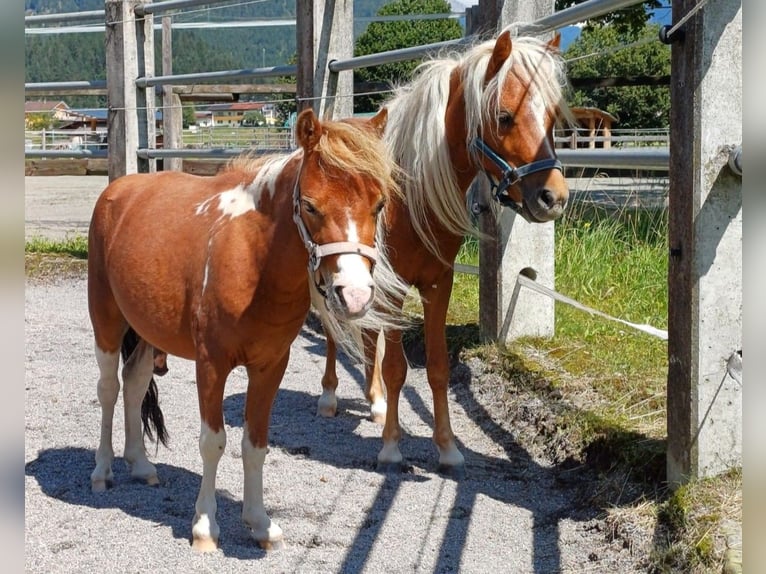 Amerykański koń miniaturowy Ogier 2 lat 95 cm Kasztanowata in Reutte