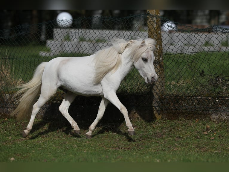 Amerykański koń miniaturowy Ogier 3 lat 84 cm Izabelowata in Hinterweidenthal