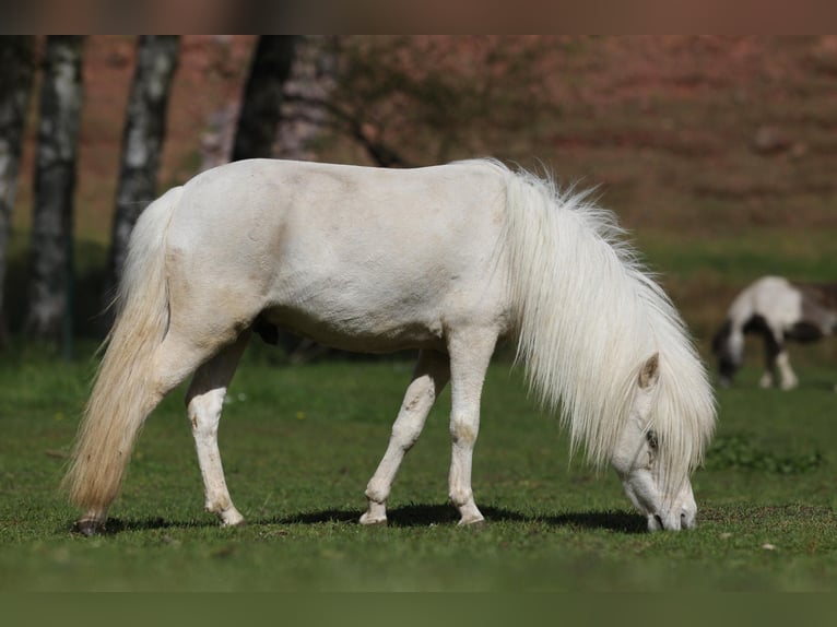 Amerykański koń miniaturowy Ogier 3 lat 84 cm Izabelowata in Hinterweidenthal