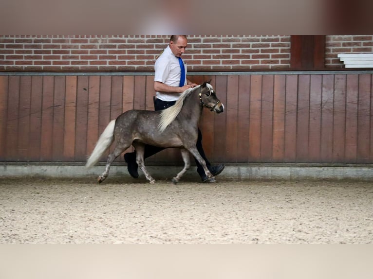 Amerykański koń miniaturowy Ogier 3 lat 84 cm in maastricht