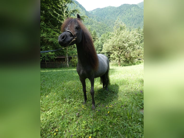 Amerykański koń miniaturowy Ogier 3 lat 90 cm Siwa in Gli&#xE8;res val de Borne