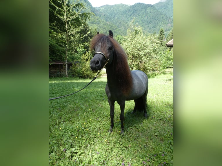 Amerykański koń miniaturowy Ogier 3 lat 90 cm Siwa in Gli&#xE8;res val de Borne