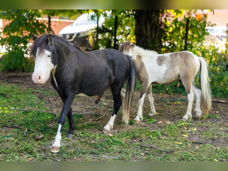 Amerykański koń miniaturowy Ogier 4 lat 92 cm Kara in S&#xF6;hlde