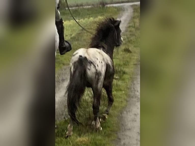 Amerykański koń miniaturowy Ogier 4 lat Srokata in Horsovsky Tyn