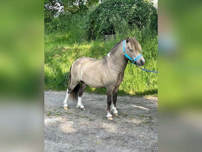 Amerykański koń miniaturowy Ogier 9 lat 90 cm Jelenia in Bogen