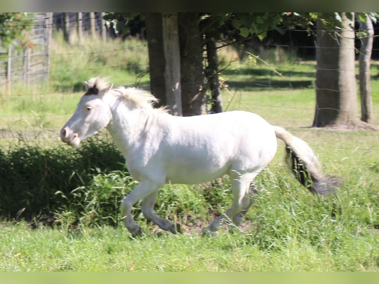 Amerykański koń miniaturowy Ogier Tobiano wszelkich maści in Hohenhameln