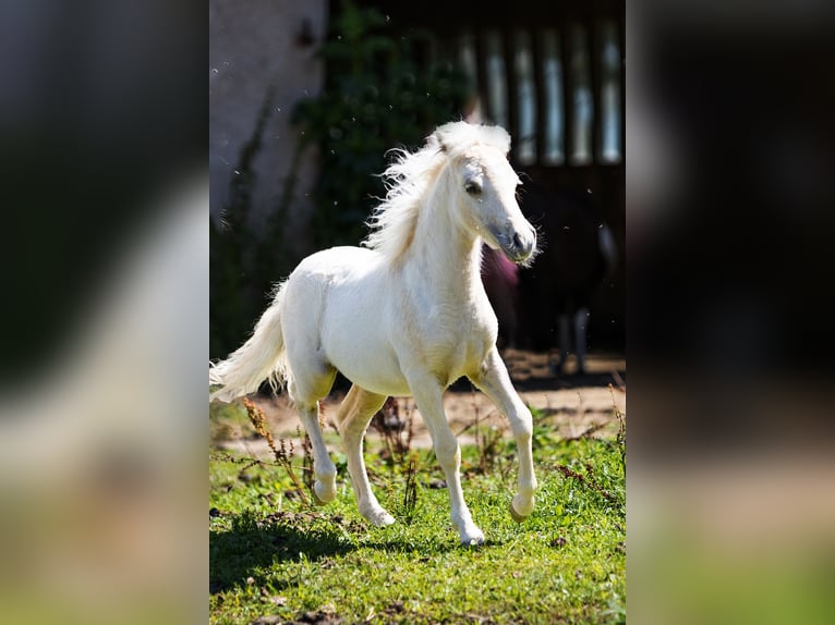 Amerykański koń miniaturowy Ogier Źrebak (04/2024) 85 cm Izabelowata in Gardelegen