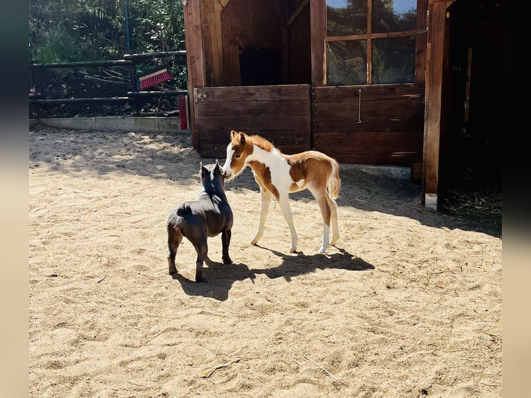 Amerykański koń miniaturowy Ogier  Tobiano wszelkich maści in Freudenberg