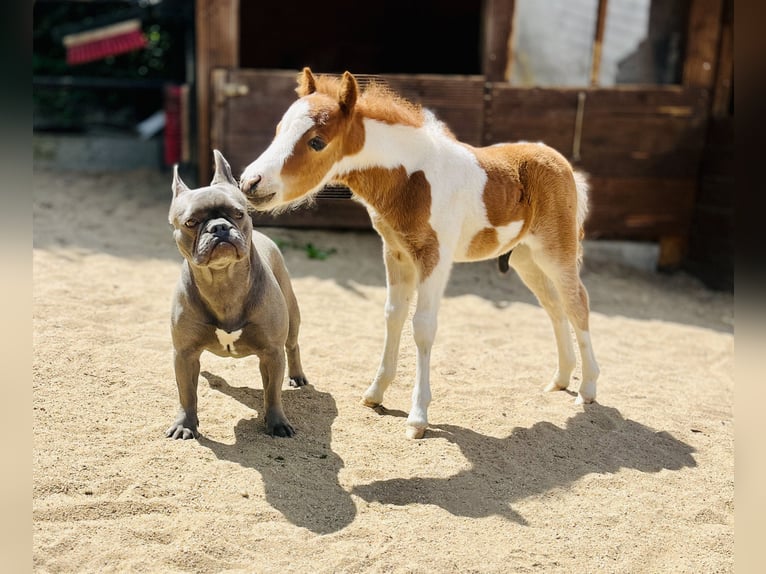 Amerykański koń miniaturowy Ogier  Tobiano wszelkich maści in Freudenberg