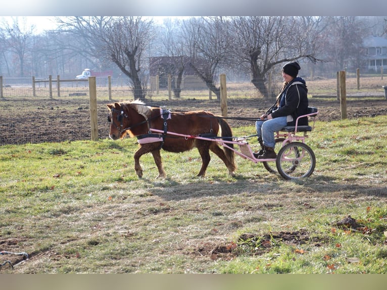 Amerykański koń miniaturowy Wałach 11 lat 102 cm Ciemnokasztanowata in Howell, MI