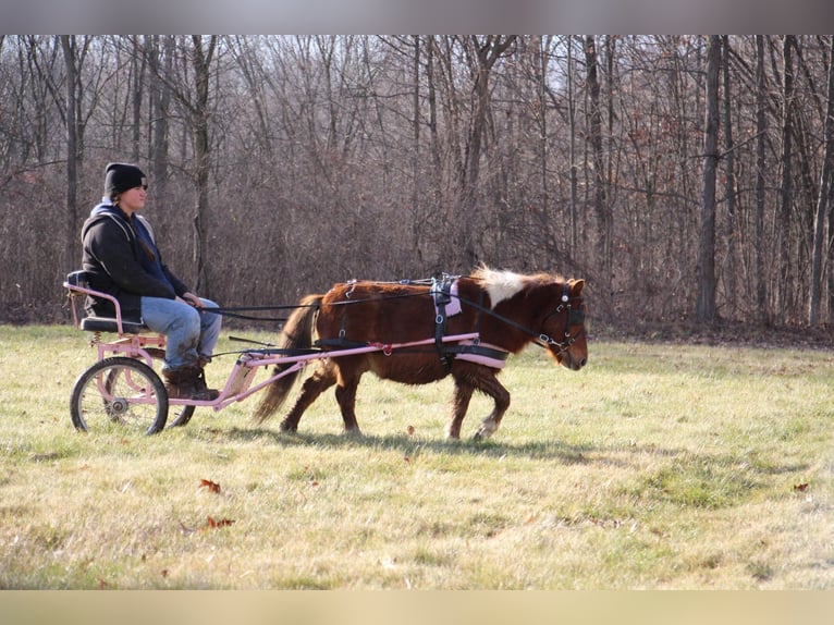 Amerykański koń miniaturowy Wałach 11 lat 102 cm Ciemnokasztanowata in Howell, MI
