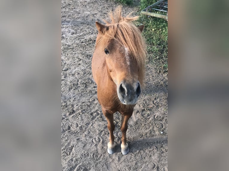 Amerykański koń miniaturowy Wałach 11 lat in Schwörstadt