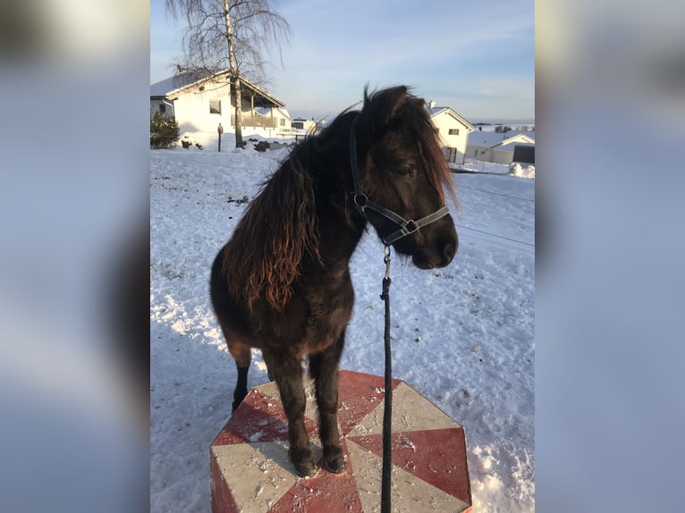 Amerykański koń miniaturowy Wałach 11 lat in Schwörstadt