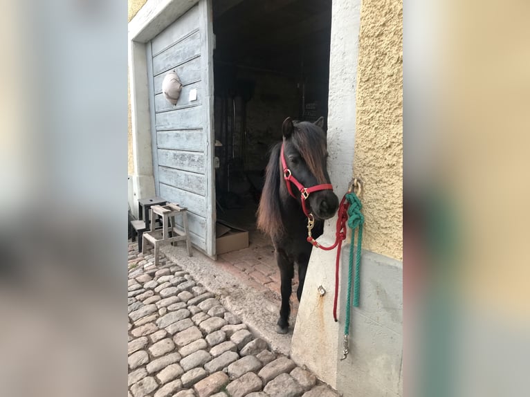 Amerykański koń miniaturowy Wałach 11 lat in Schwörstadt