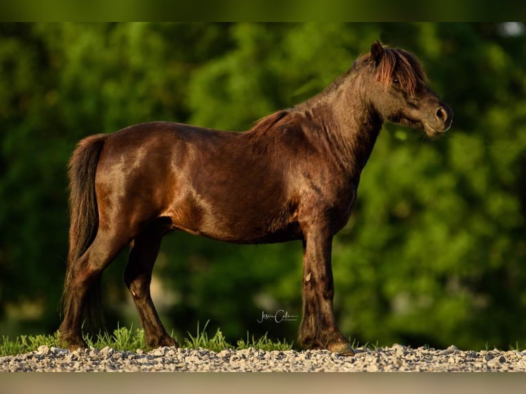 Amerykański koń miniaturowy Wałach 12 lat 97 cm Kara in Cynthiana, KY