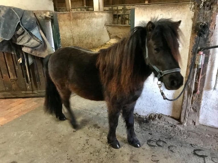 Amerykański koń miniaturowy Wałach 12 lat in Schwörstadt