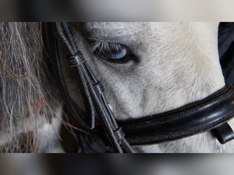 Amerykański koń miniaturowy Wałach 13 lat Siwa in Reichenwalde