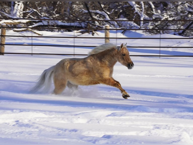 Amerykański koń miniaturowy Wałach 5 lat 97 cm Dunalino in Valley Springs, SD