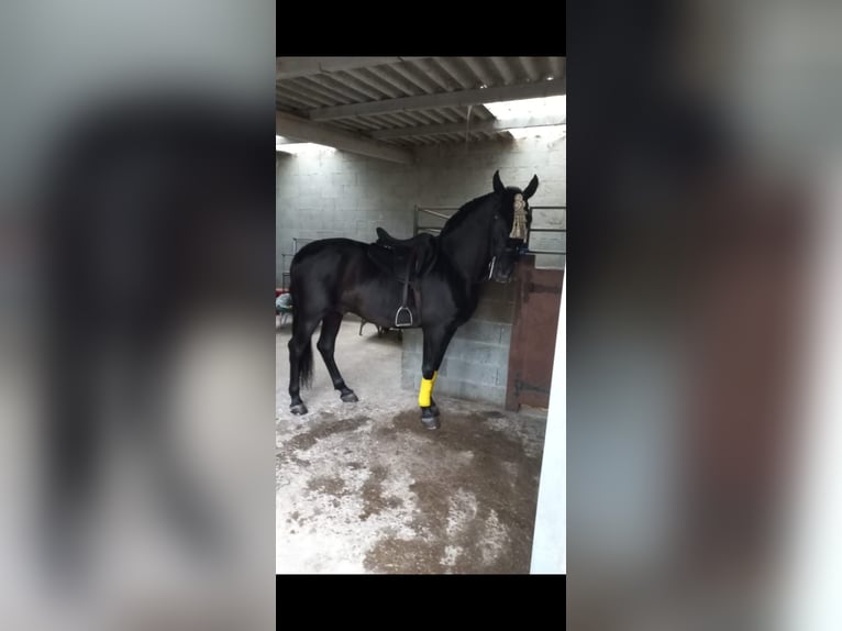 Andalou Étalon 10 Ans 164 cm Noir in Verin