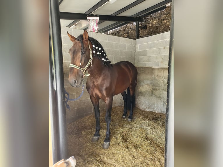 Andalou Étalon 10 Ans 166 cm Bai brun in Carlazzo