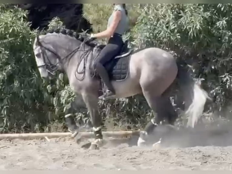 Andalou Étalon 10 Ans 166 cm Gris pommelé in Ugchelen