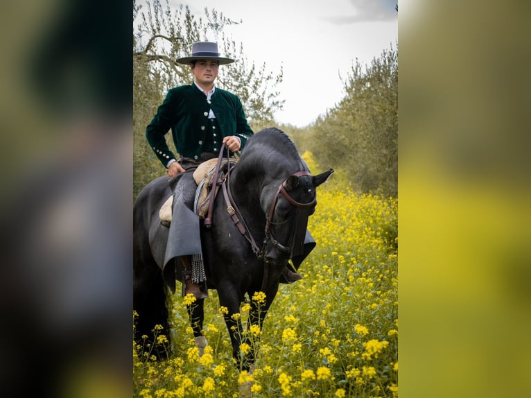 Andalou Croisé Étalon 11 Ans 155 cm Noir in Pilas