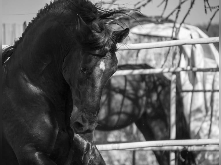 Andalou Croisé Étalon 11 Ans 155 cm Noir in Pilas