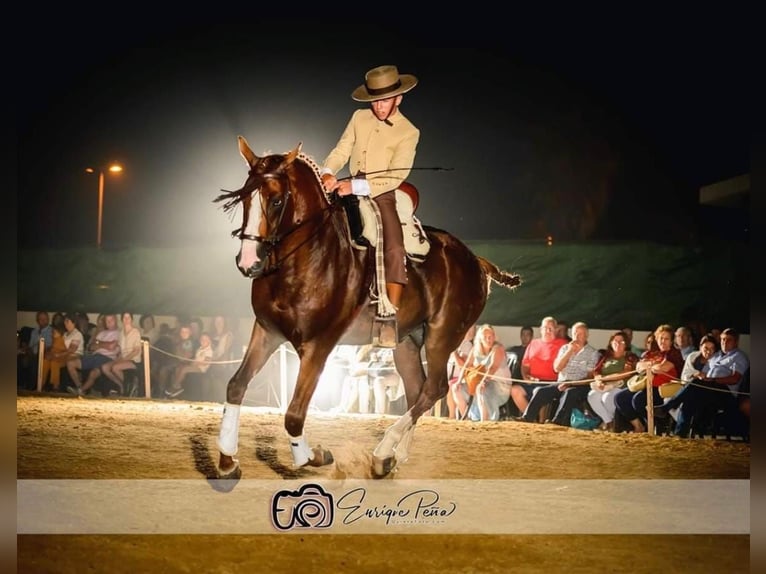 Andalou Étalon 11 Ans 165 cm Alezan in Vejer de la Frontera