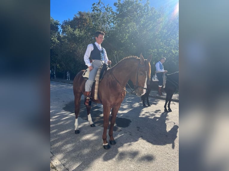 Andalou Étalon 11 Ans 165 cm Alezan in Vejer de la Frontera