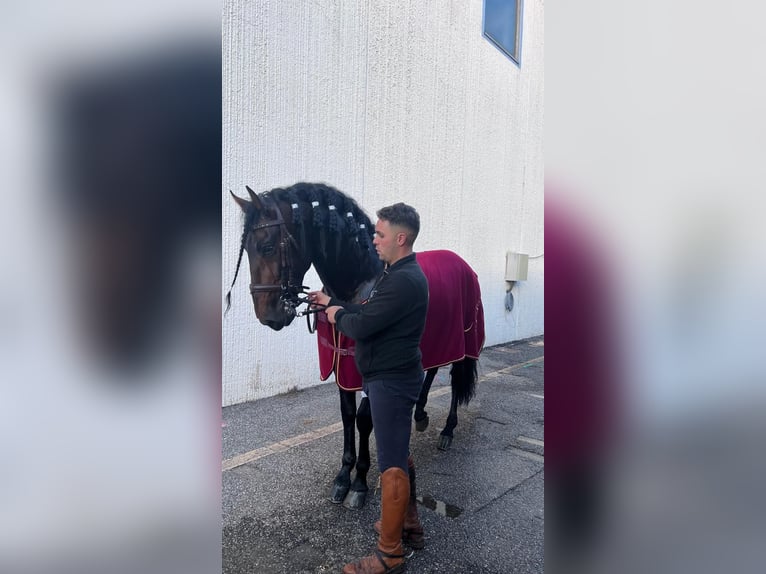 Andalou Étalon 11 Ans 166 cm Bai brun in Carlazzo