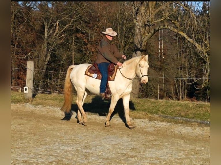 Andalou Étalon 12 Ans 152 cm Cremello in Frauenneuharting