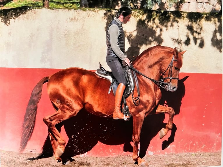 Andalou Étalon 12 Ans Alezan cuivré in Cebreros