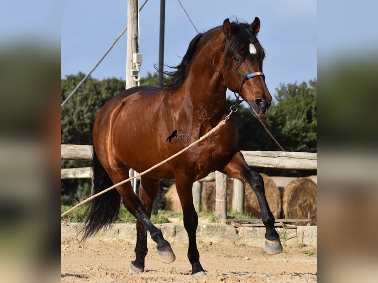 Andalou Étalon 13 Ans 157 cm Bai in Menorca