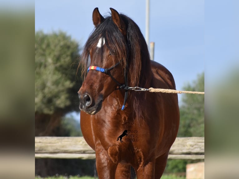 Andalou Étalon 13 Ans 157 cm Bai in Menorca