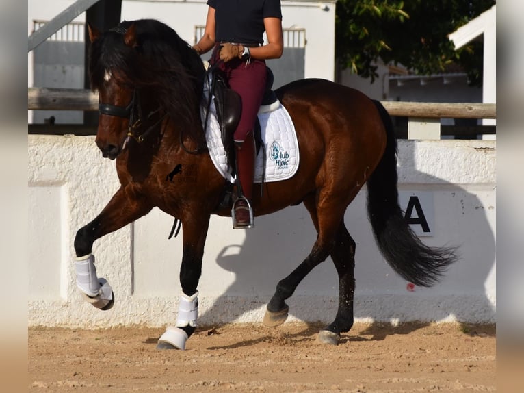 Andalou Étalon 13 Ans 157 cm Bai in Menorca