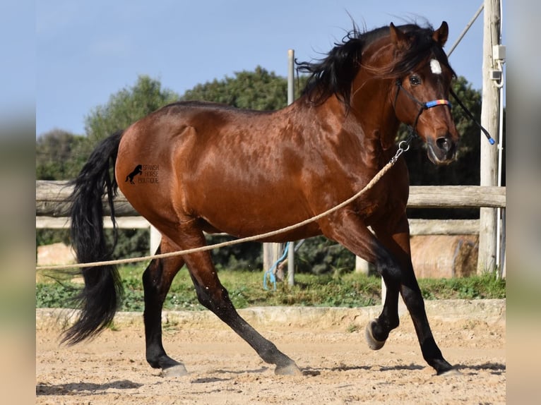 Andalou Étalon 13 Ans 157 cm Bai in Menorca