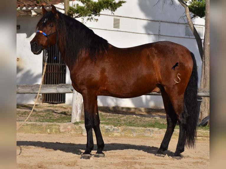 Andalou Étalon 13 Ans 157 cm Bai in Menorca