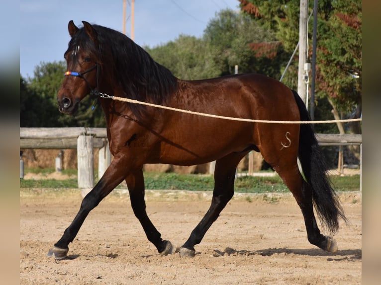 Andalou Étalon 13 Ans 157 cm Bai in Menorca