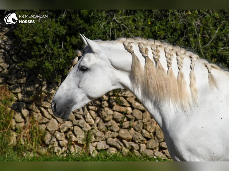 Andalou Étalon 13 Ans 162 cm Blanc in Menorca