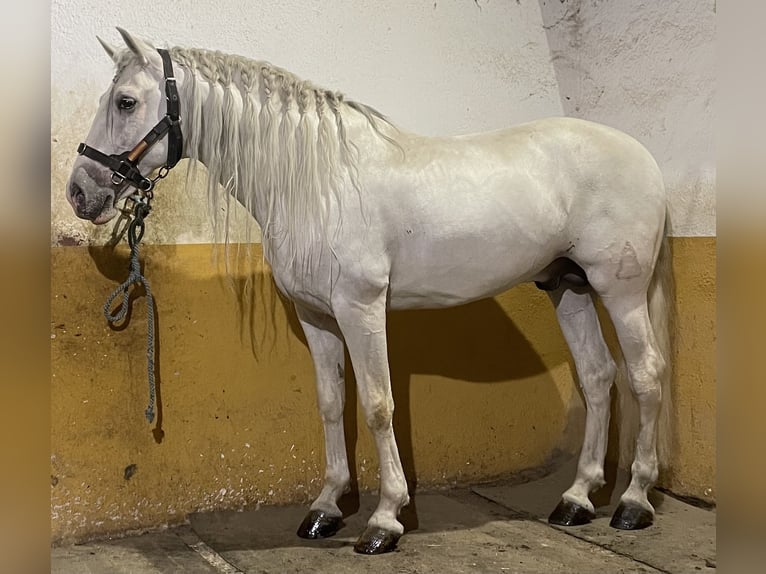 Andalou Étalon 13 Ans 164 cm Peut devenir gris in Granada