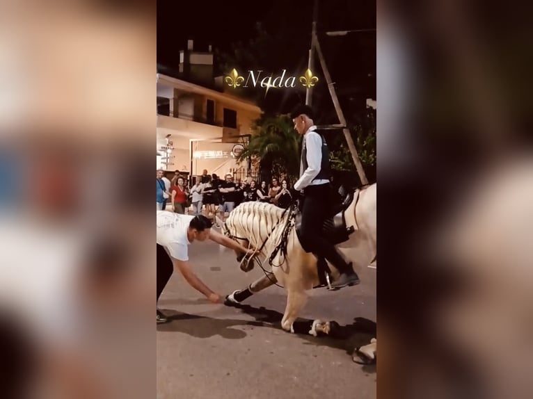 Andalou Étalon 14 Ans 160 cm Cremello in Santeramo in Colle