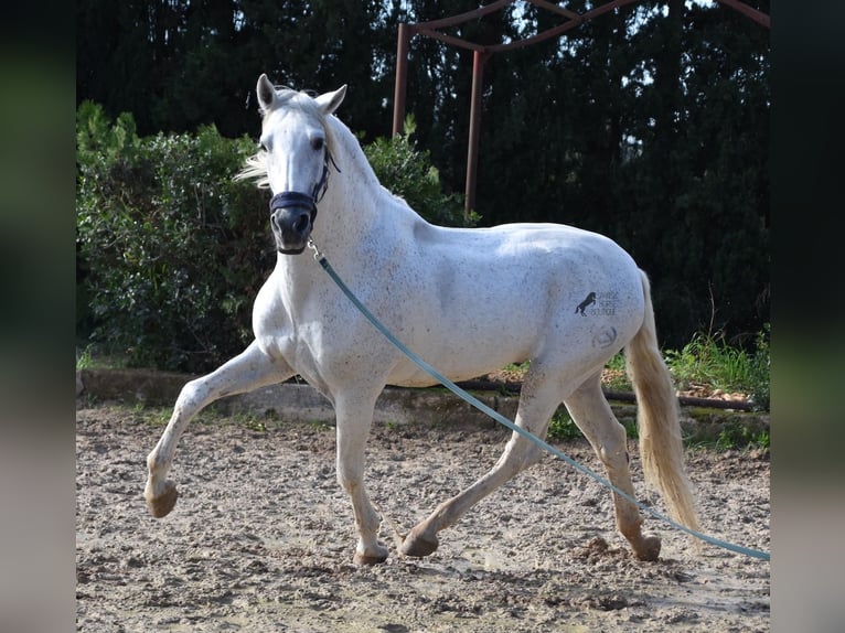 Andalou Étalon 15 Ans 160 cm Gris in Mallorca