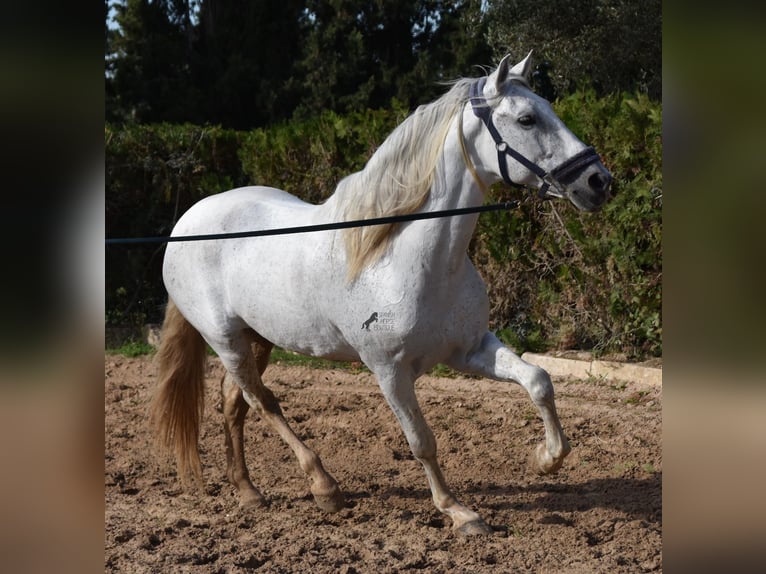 Andalou Étalon 15 Ans 160 cm Gris in Mallorca