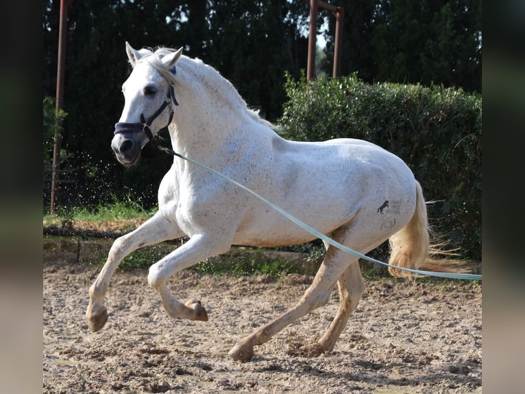 Andalou Étalon 15 Ans 160 cm Gris in Mallorca