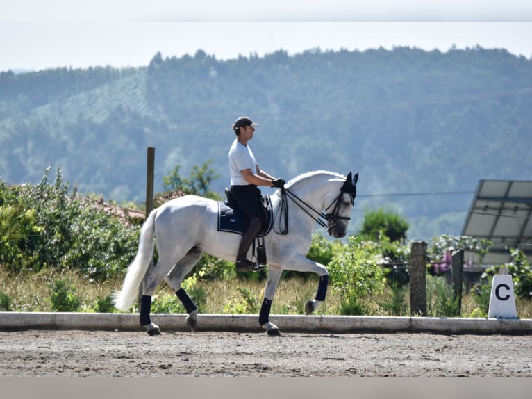 Andalou Étalon 15 Ans 167 cm Gris in Guimarães