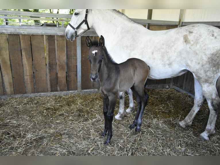 Andalou Étalon 15 Ans 167 cm Gris in Guimarães