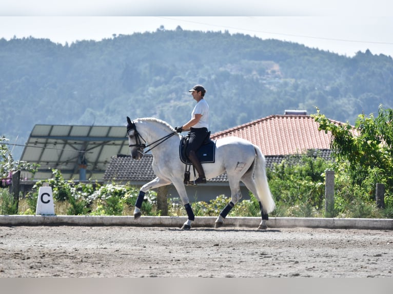 Andalou Étalon 15 Ans 167 cm Gris in Guimarães