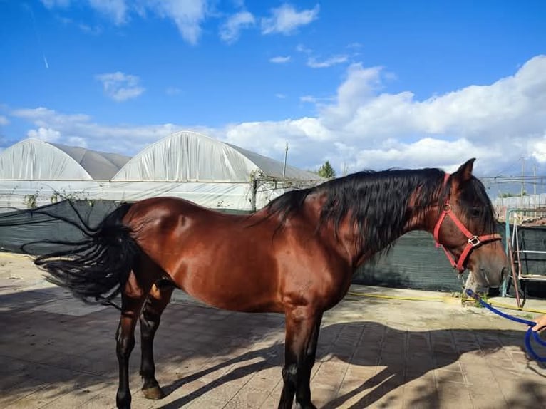 Andalou Étalon 17 Ans 165 cm Bai in Pontecagnano