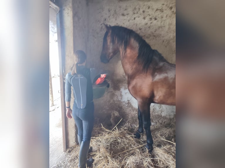 Andalou Étalon 17 Ans 165 cm Bai in Pontecagnano